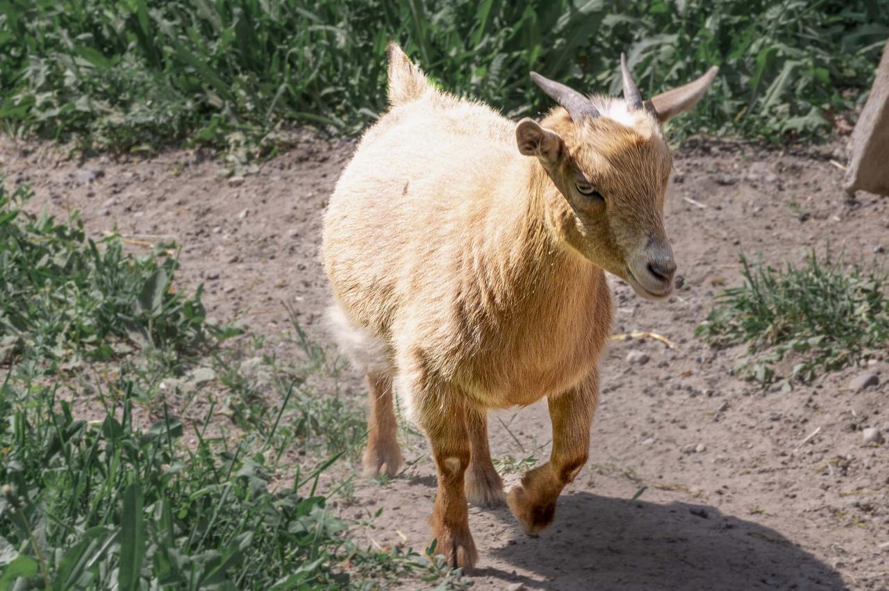 Goats 9