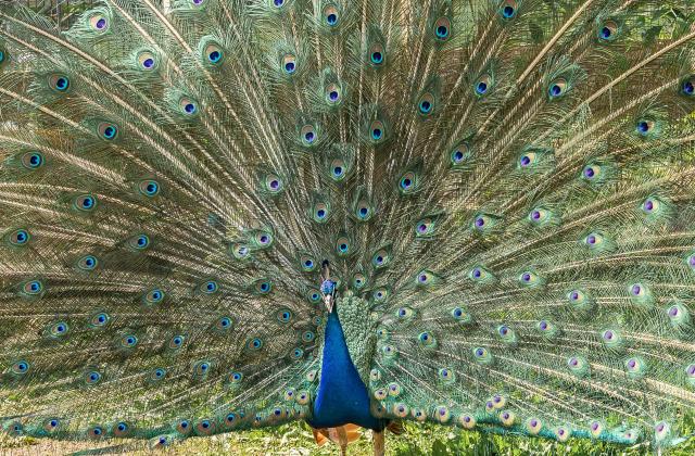 Peacock 12